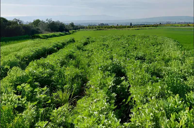 RDI Testimonial 10 Lush green crops growing across a cultivated field.