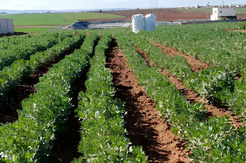 RDI Testimonial 11 Neat rows of healthy crops growing on farmland.