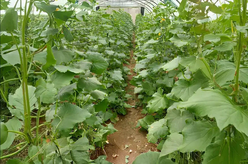 RDI Testimonial 2 Healthy cucumber plants growing in rows inside a greenhouse.