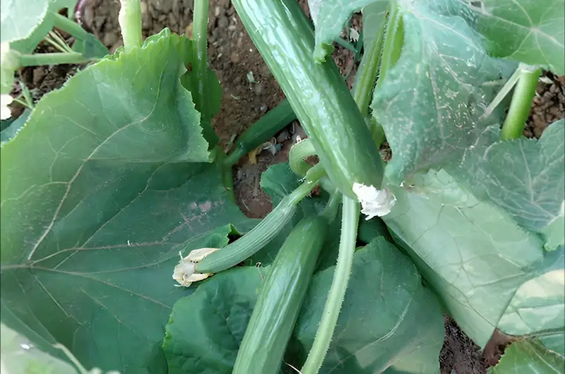 RDI Testimonial 3 Cucumbers growing among broad green leaves.