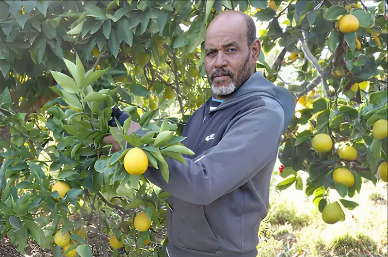 RDI Testimonial 4 Farmer standing beside ripe citrus trees in an orchard.