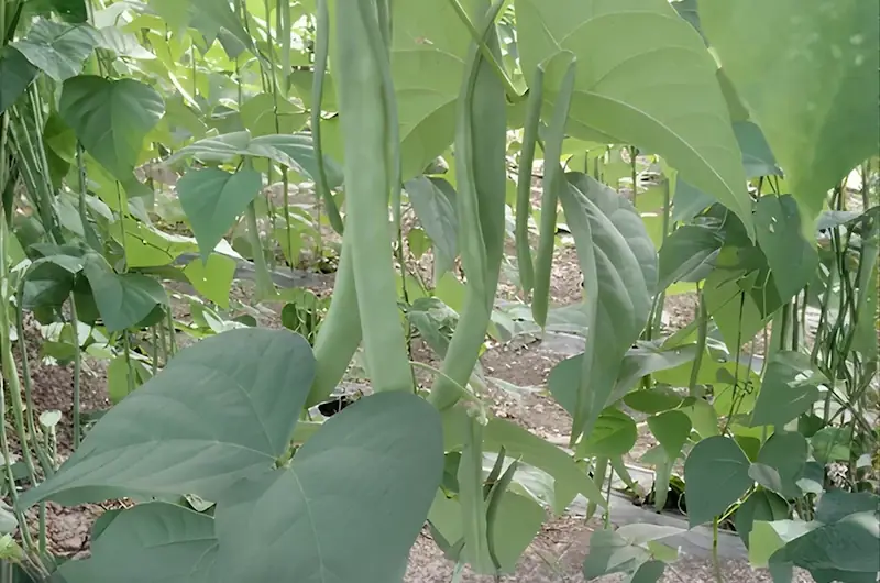 RDI Testimonial 5 Long green beans hanging from healthy plants.