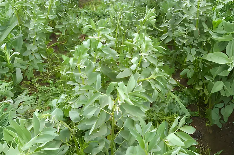RDI Testimonial 6 Rows of broad bean plants growing in a field.
