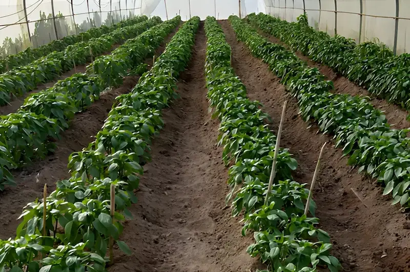 RDI Testimonial 8 Rows of healthy crops growing inside a greenhouse.