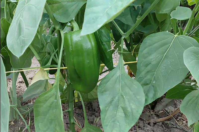 RDI Testimonial 9 Green bell pepper growing on a healthy pepper plant.