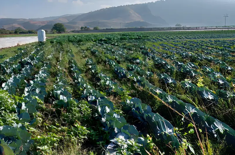 Testimonial Background Rows of cabbage crops growing on farmland beneath distant hills.