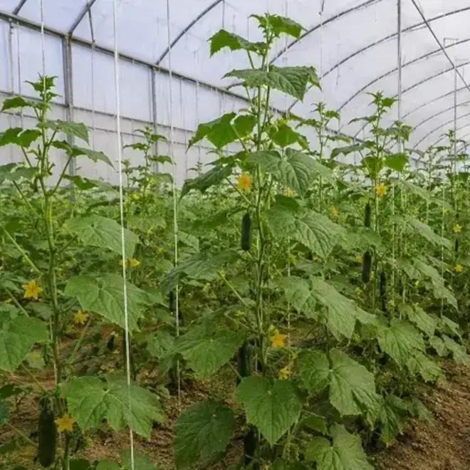 01.-WEBSITE-CASE-STUDY-Improving-Greenhouse-02.-Productivity-in-the-UAE-Copy-1-new