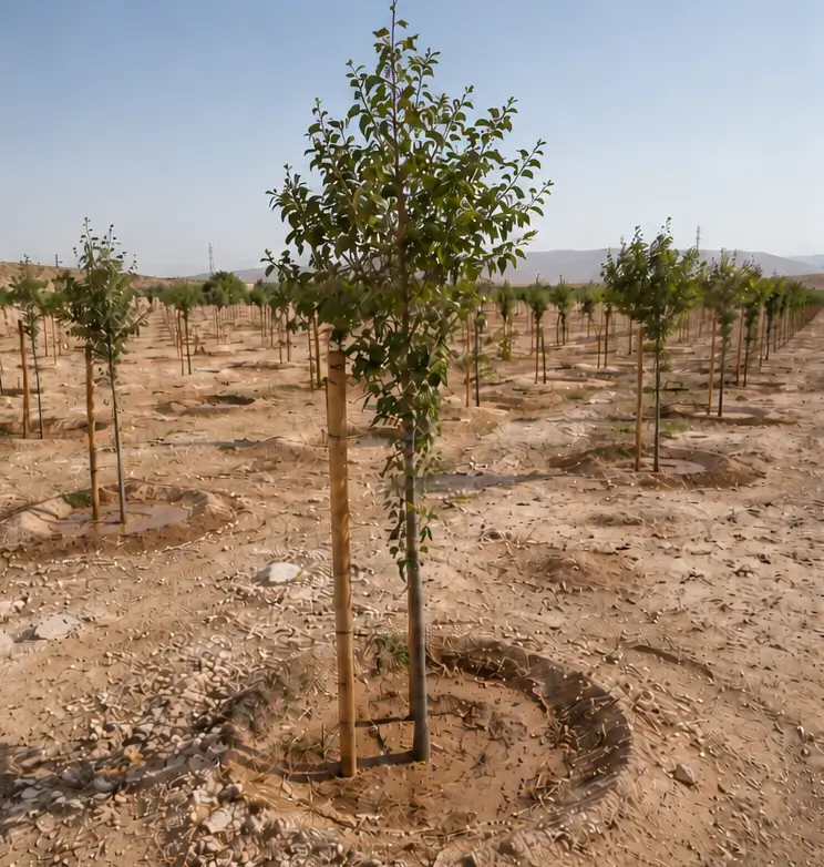 Young trees planted in rows across dry farmland.