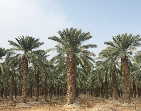 Date Plantations New