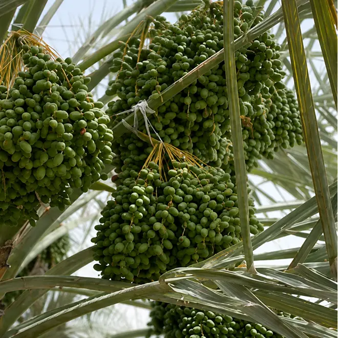 Improving Date Palm Productivity in Abu Dhabi - after