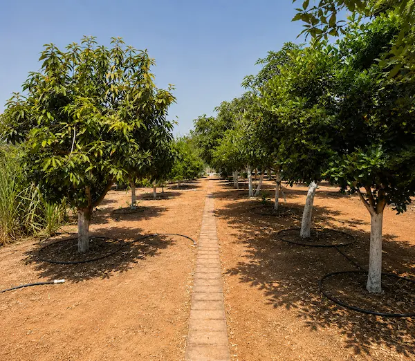 Long Term Value Photo Rows of fruit trees supported by drip irrigation in an orchard.