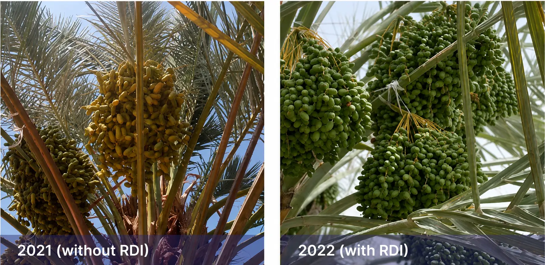 RDI before and after Date palm yields before and after using the RDI subsurface irrigation system.