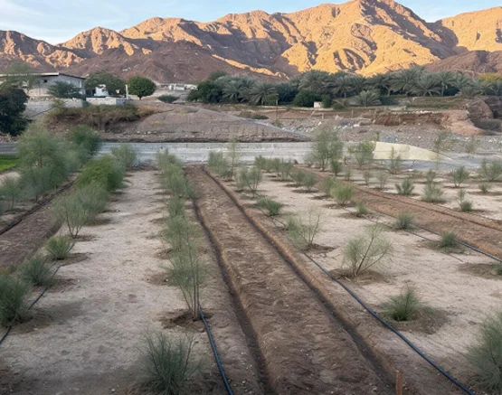 Reforestation new