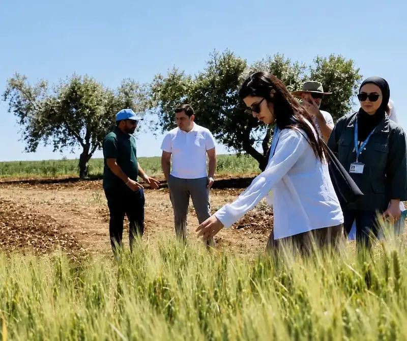 Agricultural specialists inspecting crops during a field visit.