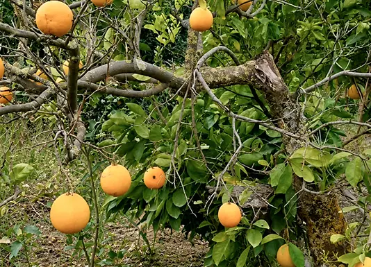 ChatGPT Image Aug 25, 2026, 02_36_26 PM 1 (1) 1 Ripe oranges growing on the branches of a citrus tree.