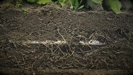 Copy of videoframe_5727 1 Plant roots growing around an underground irrigation line.