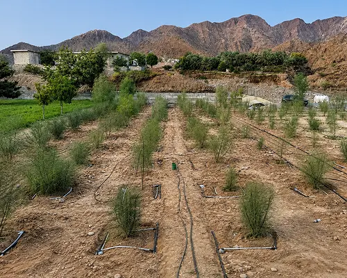 RDI Creates 1 Young plants growing in irrigated rows beneath rocky mountains.