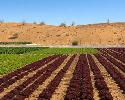 RDI Creates 2 Rows of green and red lettuce growing on irrigated desert farmland.