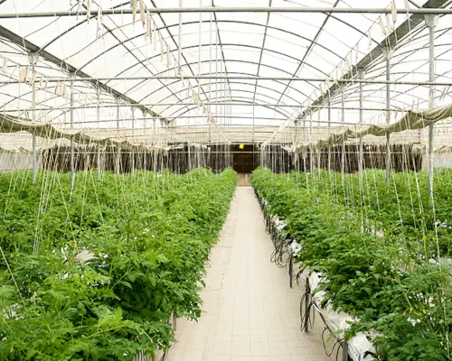 RDI Creates 3 Rows of healthy tomato plants growing inside a greenhouse.