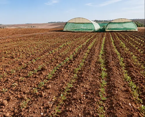 RDI Creates 4 Young crops growing in rows beside greenhouse tunnels.
