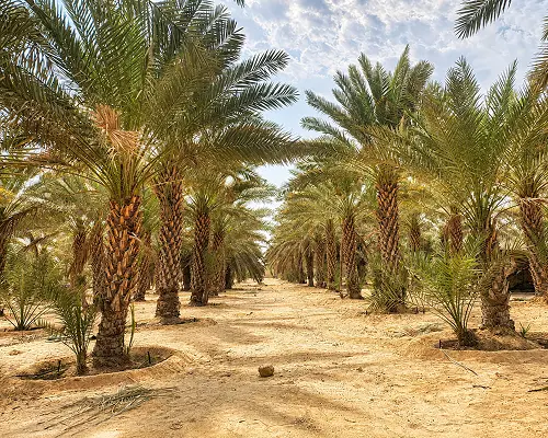 RDI Creates 5 Rows of mature date palm trees in a desert orchard.