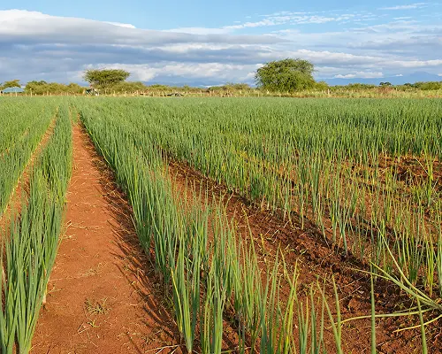 RDI Creates 6 Green onion crops growing in neat rows across a field.