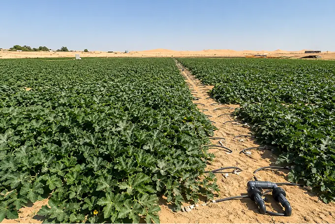 Simpicity-new-phto Healthy melon crops growing with drip irrigation in a desert field.