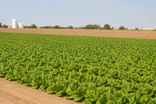 objectives-photo2 Expansive field of healthy lettuce growing in neat rows.